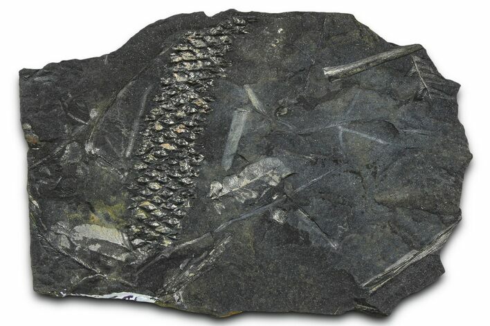 Fossil Scale Tree (Lepidodendron) Plate - Pennsylvania #368186